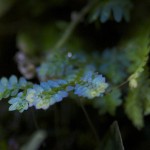 viv-selaginella-sp_0644