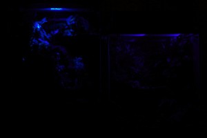 vivs-lighting-night_1645