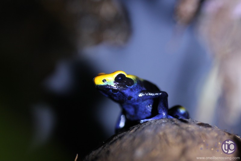 lorenzo-2015C-male_1770