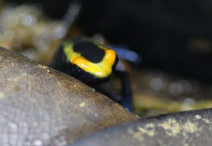 lorenzo-IMG_0204