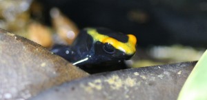 lorenzo-IMG_0211