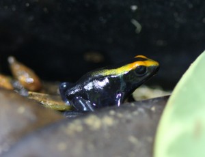 lorenzo-IMG_0215