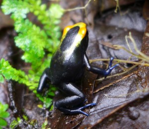lorenzo-froglet201410-P1050020