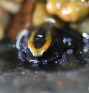 lorenzo-froglet_0103