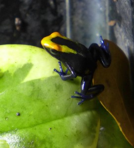 lorenzo-froglets-P1050569