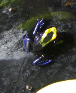 lorenzo-froglets-P1050570