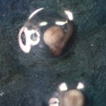 lorenzoEgg_9280