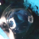 lorenzoEgg_9289