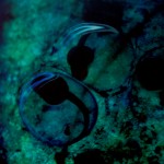lorenzo_eggs_9380