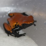 red-galact-1129_1459