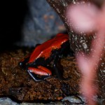 red-galact-P1010112