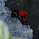 red-galact-P1010113