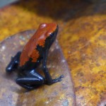red-galact-juvie-2013-06-18