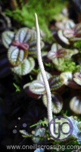 viv-azureus-2014-01.Peperomia_caperataFlower.P1020292