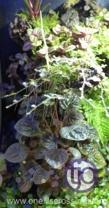 viv-azureus-2014-01.Peperomia_caperataFlower.P1020293