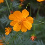 img_3685