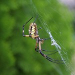 img_3699