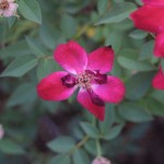 img_3718