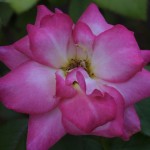 img_3720