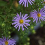 img_3749