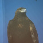 img_5000