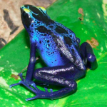 robertus01