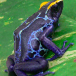 robertus02