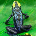 robertus03