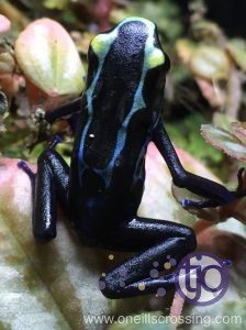 robertus2015froglet