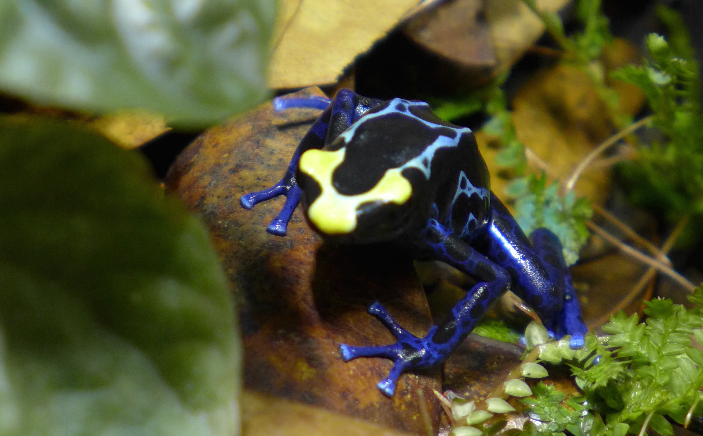 Dendrobates tinctorius “NAIB True Sipaliwini” dart frog Dendrobates tinctorius “NAIB True Sipaliwini” dart frog