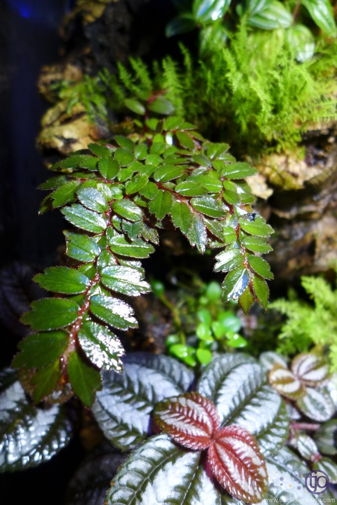 viv-lorenzo-2014-01.P1020282_Begonia_foliosa-sm