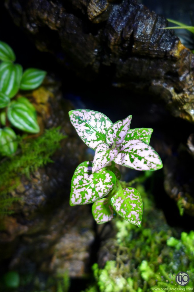 viv-lorenzo-2014-01.P1020284_Hypoestes_phyllostachya-sm