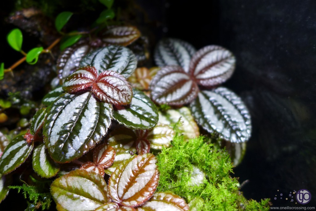 viv-lorenzo-2014-01.P1020286_Pilea_involucrata_Friendship-sm