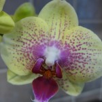 orchids_P1020976