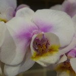 orchids_P1020984