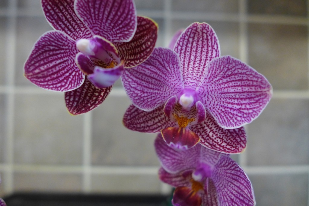 orchids_P1020988
