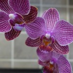 orchids_P1020988
