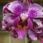 orchids_P1020991