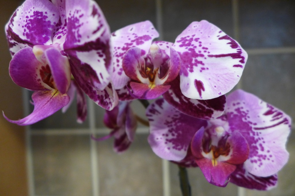 orchids_P1020992