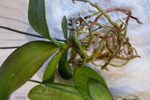 orchids_P1020994
