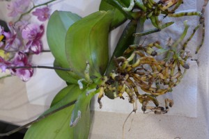 orchids_P1020995