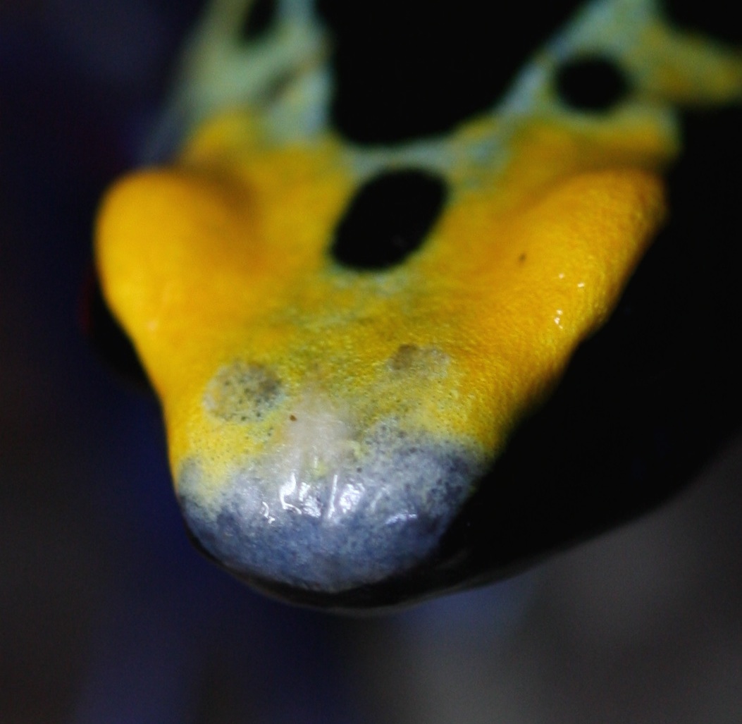 Caring for a dart frog nose rub