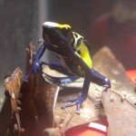 robertus_female_qt_P1040180