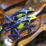 robertus_pair_P1040233