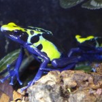 robertus_pair_P1040342