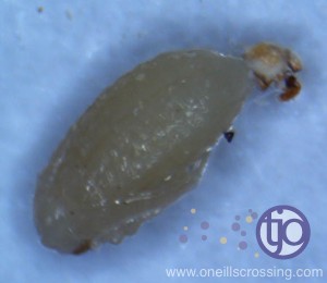 beanbeetle-20160206-04