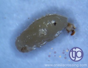 beanbeetle-20160206-05