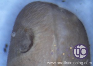 beanbeetle-egg2