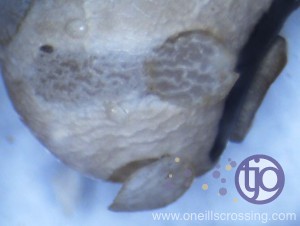 beanbeetle-egg3