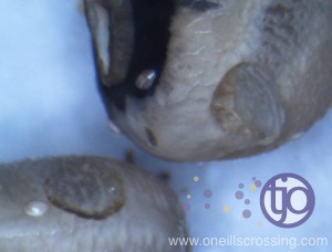 beanbeetle-egg4
